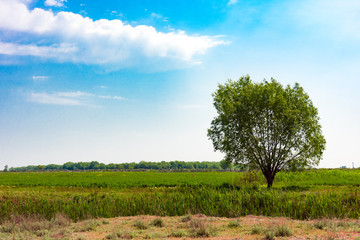 Fototapeta na wymiar Lonely green tree in farm field, summer landscape