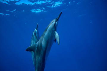 Fototapeta premium Two dolphins swimming up to the water surface to take a breath. Underwater wildlife scene with aquatic animals