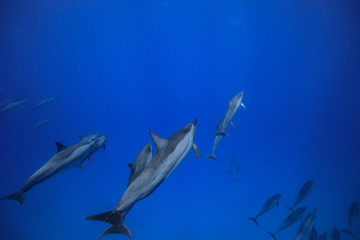 Obraz premium A pod of dolphins underwater traveling into the blue