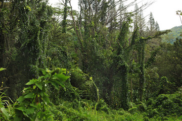 Obraz premium Jungle green forest