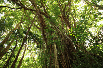 Jungle green forest