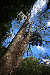 Fototapeta premium Jungle green forest