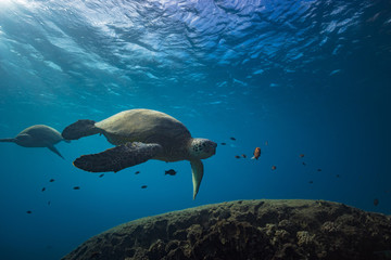 Turtles underwater