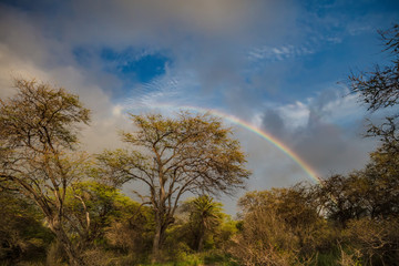 Fototapeta na wymiar Beautiful rainbow in a bush of the tropical trees