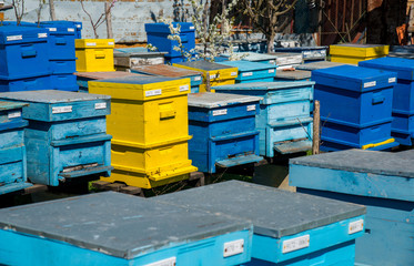 hives in the apiary