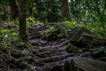 Naklejka na ściany i meble Roots and rocks in green mossy forest