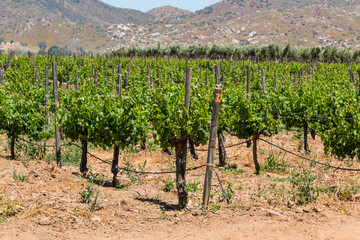 Fototapeta na wymiar Grapes growing on vines in a rural area of Ensenada, Mexico in Baja California. 