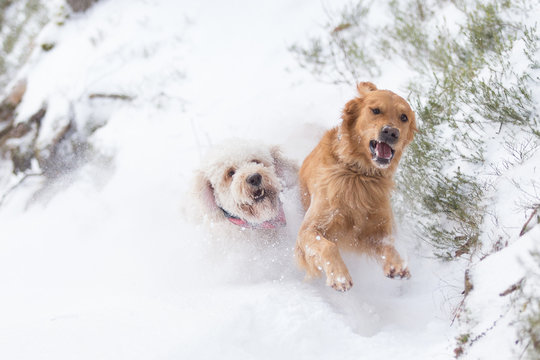 Spielende Hunde im Schnee