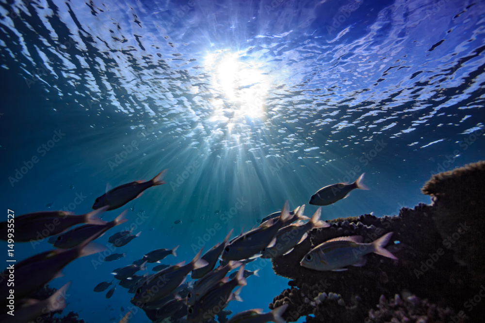 Canvas Prints underwater background with focus on water surface