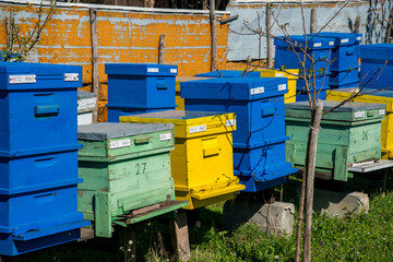 Fototapeta na wymiar hives in the apiary