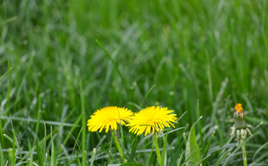 two dandelion flowers on a grass