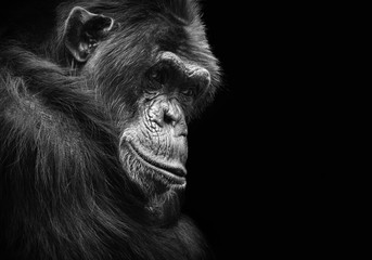 Black and white animal portrait of a chimpanzee with a contemplative stare