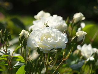 Obraz premium ばら