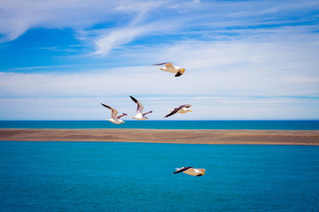 Seagulls flying inside Valdes Peninsula nature reserve, Patagonia, Argentina, South America.