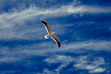 Seagull flying alone in the sky of Pensinula Valdes in Patagonia Argentina - South America.