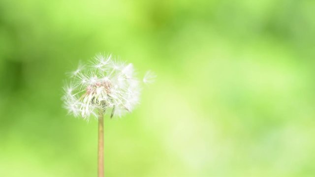 dandelion blowing on green background