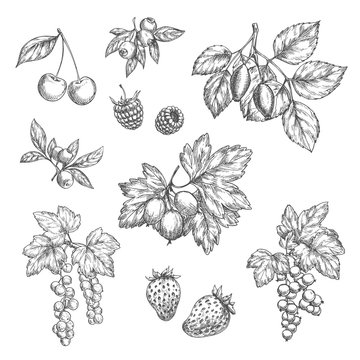 Vector sketch icons of fresh berries and fruits