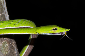 Obraz premium The green vine snake 