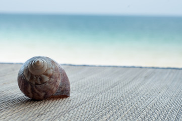 Beach Snail