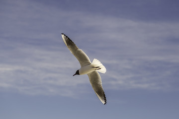 Fototapeta na wymiar Black-headed Gull Flying