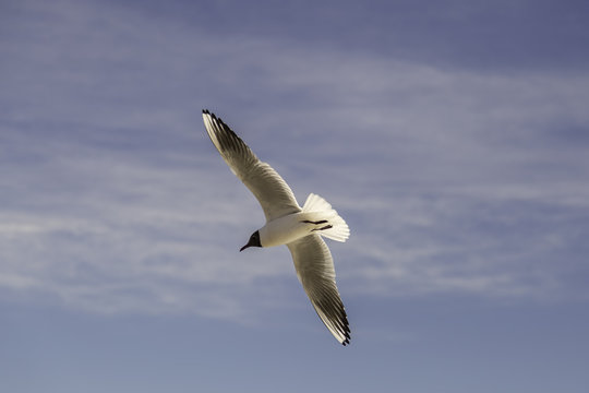 Black-headed Gull Flying