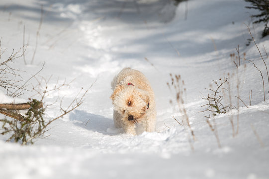 Labradoodle sch&uuml;ttelt sich im Schnee