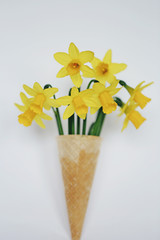 Floral ice cream.  Yellow daffodils  (narcissus, jonquil ) in a waffle cup on a  light background