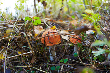 Fototapeta na wymiar Amazing delicious boletus and other forest natural wild mushrooms.