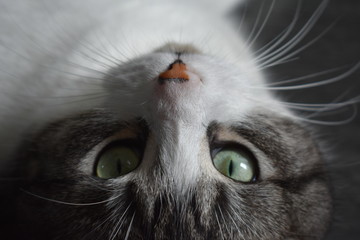 magnifique chatton au yeux turquoise