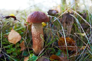 Amazing delicious boletus and other forest natural wild mushrooms.