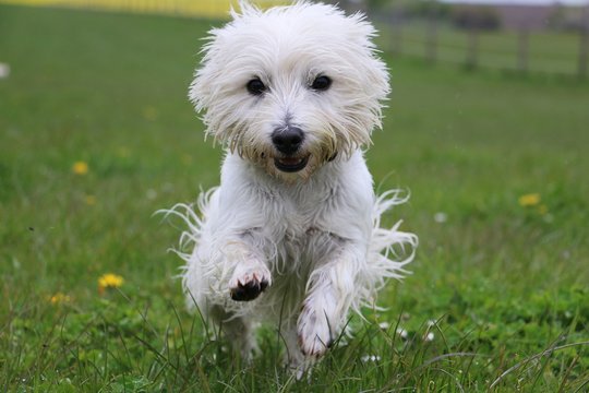 westhighland terrier hat spa&szlig; im garten