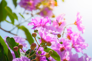 The background image of the colorful flowers