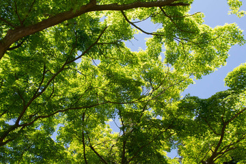 新緑の葉