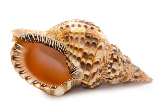 Very big seashell