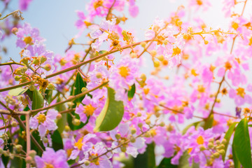 The background image of the colorful flowers