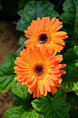 Orman,Garden,2017,CAIRO,EGYPT,the,amazing,nature