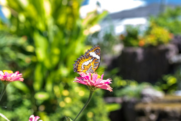 Beautiful exotic tropical butterfly in the park of Bali island, Indonesia.