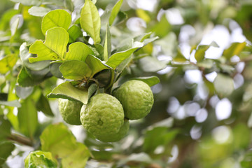 fresh bergamot fruit on tree.