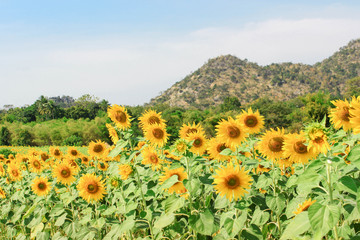 Sunflowers blossom in the winter in Thailand with mountain background.