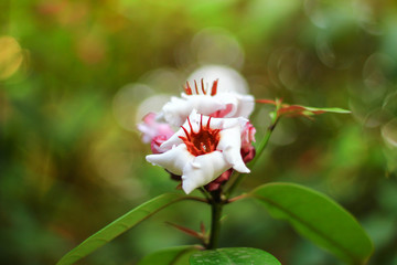 Close up white flower in garden of Chao Phraya Abhaibhubate Hospital.