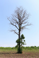 Dead trees in farmland.