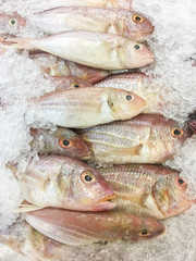 Treadfin Breams Fish