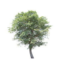 Fototapeta premium Green tropical tree.