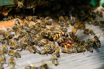 Bees attacked by hornets at the hive. Bee killer hornet . Apiculture.