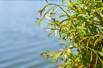 lush green vegetation on the background of the pond