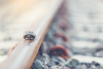 Little turtle live in railway, wildlife in the city concept.