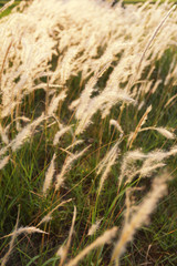 Grass and sunlight in the evening of vintage color style.