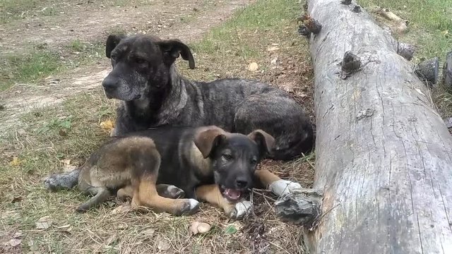 The pooch-dog with the puppy lies by the road and the log, the puppy gnaws his wand. 