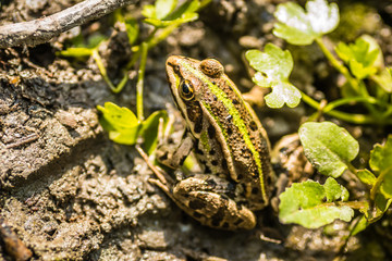 Frogs photographed in their natural environment