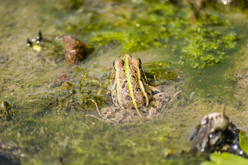 Frogs photographed in their natural environment